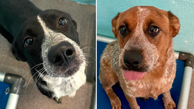 Pups transported from Concho Valley PAWS in San Angelo, Texas, to the Coconino Humane Association in Flagstaff, Arizona.